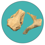 Arroyo Culebro - paleontológicos