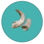 Arcaraz - paleontológicos