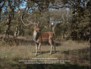 Haploidoceros Mediterraneus