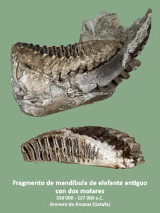 Arcaraz - mandíbula