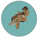 Rojas II - enlace paleontologicos