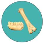 Puente Aldehuela - enlace paleontológicos