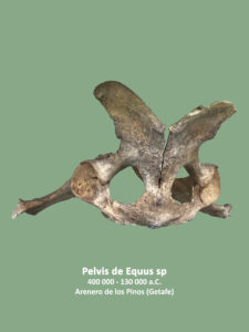 Los Pinos - pelvis equus